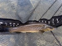 IMG_3187.jpeg