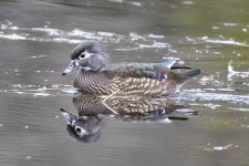 A01WoodDuckHen4594.jpg