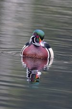 A02WoodDuckDrake4601.jpg