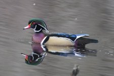 A02WoodDuckDrake4605.jpg