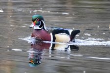 A03WoodDuckDrake4598.jpg