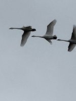 IMG_0159.jpeg