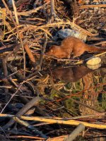 IMG_0182.jpeg