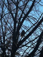 IMG_2621.jpeg