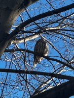 IMG_2623.jpeg