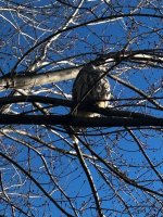 IMG_2624.jpeg