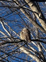 IMG_2625.jpeg