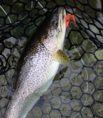 IMG_0415.jpeg
