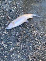 IMG_0464.jpeg