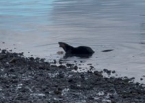 IMG_0454.jpeg IMG_0454.jpeg