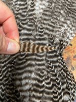 IMG_8380.jpeg