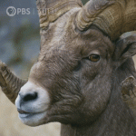 LA RAMS 2025.gif