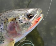 IMG_0510.jpeg