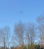 IMG_8645.jpeg