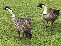 IMG_6719.jpg