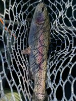IMG_4300.jpeg
