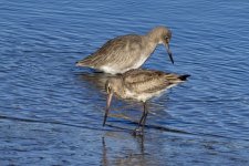 A01HudsonianGodwitWillet0634.jpg