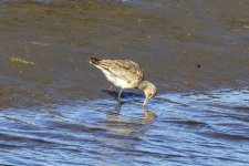A02HudsonianGodwit0628.jpg