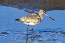A03HudsonianGodwit0651.jpg