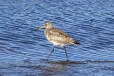 A04HudsonianGodwit0639.jpg