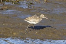 A05HudsonianGodwit0623.jpg