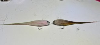 MINNOW2.jpg
