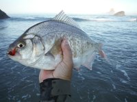 surf perch.jpg