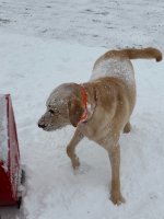 IMG_4099.jpg