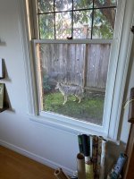 coyote.jpg