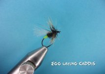 Egg Laying Caddis.jpg