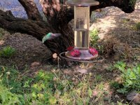 Broad-bill.jpg