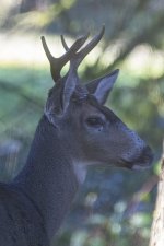 A01BuckWithForkedAntlers0821.jpg A01BuckWithForkedAntlers0821.jpg