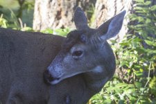 A03BuckWithAntlerScar0813.jpg A03BuckWithAntlerScar0813.jpg