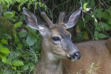 A04BuckGrowingAntlersProfile2738Trim.jpg