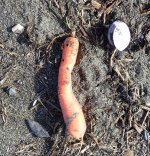 IMG_0786.jpeg