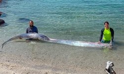 oarfish-feature.jpg