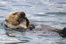 A01SeaOtterFeedingOnWhelk4204.jpg A01SeaOtterFeedingOnWhelk4204.jpg