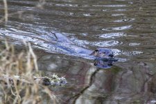 A02RiverOtter1062.jpg A02RiverOtter1062.jpg