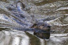 A03RiverOtter1070.jpg A03RiverOtter1070.jpg