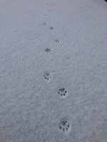 IMG_8747.jpeg