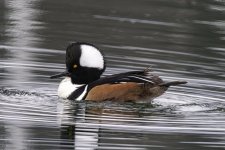 A02HoodedMerganserDrake0363.jpg