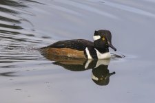 A04HoodedMerganserDrake0428.jpg