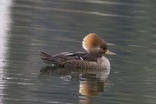 A05HoodedMerganserHen0362.jpg