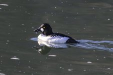 C08CommonGoldeneyeDrake0215.jpg