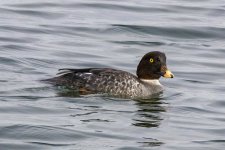 C09CommonGoldeneyeHen4751.jpg