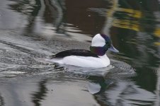 B06BuffleheadDrake0413.jpg