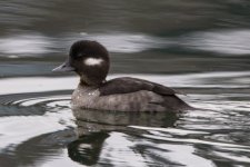 B07BuffleheadHen0394.jpg