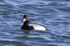 E12GreaterScaupDrake0680.jpg