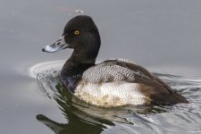 E14LesserScaupDrake0431.jpg
