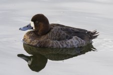 E16LesserScaupHen0498.jpg